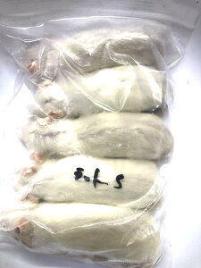 yYzⓀA_gbgiSj 12cm 5CyN[֔zⓀGT