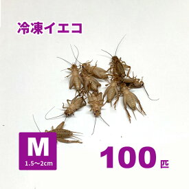 冷凍ヨーロッパイエコオロギ Mサイズ 100匹セット ～【数量割引有り・クール便発送】冷凍エサ 冷凍コオロギ