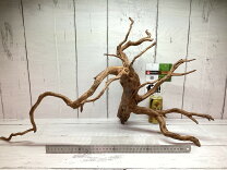楽天市場】流木 90cm（水槽・アクアリウム内装｜熱帯魚・アクアリウム 