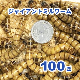 ジャイアントミルワーム 100匹セット【生き餌】【只今10％増量中＆レッドワーム10匹混入サービス】※死着補償有り（地域限定）小動物　爬虫類　大型魚　活きエサ　生餌　ミルワーム ジャイアトワーム