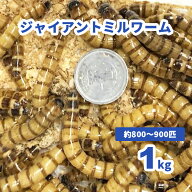 ■ジャイアントミルワーム 1kg (800～900匹) +100g増量中！ セット割有 【生き餌】※死着補償有り（東北…