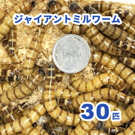 ジャイアントミルワーム（ジャイアントロイヤルワーム） お試し30匹セット（活き餌）※死着補償有り（地域限定））　小動物　爬虫類　大型魚　活きエサ　生餌　ミルワーム