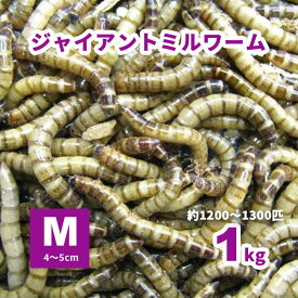 ◆ジャイアントミルワーム Mサイズ 1kg(約1200-1300匹)【只今200g増量中・セット割引有】※死着補償有り（地域限定）
