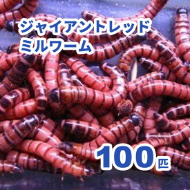 ジャイアントレッドミルワーム 100匹セット【セット割引有り】※死着補償有り(地域限定)　小動物　爬虫類　大型魚　活きエサ　生餌 ジャイアントロイヤルレッドワーム レッドワーム