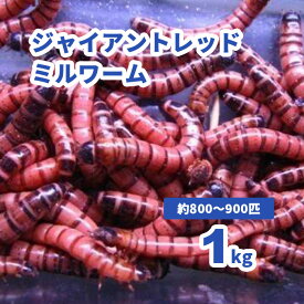 ■ジャイアント レッドミルワーム 1kgセット (約800‐900匹入) 【セット割引・地域限定死着補償有り】　小動物　爬虫類　大型魚　活きエサ　生餌　ジャイアントレッドロイヤルワーム　活餌