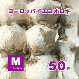 ヨーロッパイエコオロギ Mサイズ 50匹セット 1.5～2cm 【生き餌】※地域限定死着補償有り　爬虫類 両生類 大型魚 小動物　★おまけ付き⇒店舗使用エサ付。