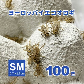ヨーロッパイエコオロギ SMサイズ 100匹セット（0.7～1.3cm）【只今20匹増量中】【生き餌】 活エサ ※死着補償有り（地域限定）爬虫類 両生類 大型魚 小動物