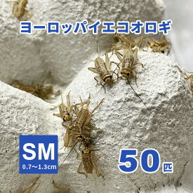 ヨーロッパイエコオロギ SMサイズ 50匹セット【生き餌】 ※死着補償有り（地域限定）爬虫類 両生類 大型魚 小動物。★おまけ⇒店舗使用エサ付。