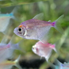 楽天市場 カラフル 観賞魚 熱帯魚 アクアリウム ペット ペットグッズの通販