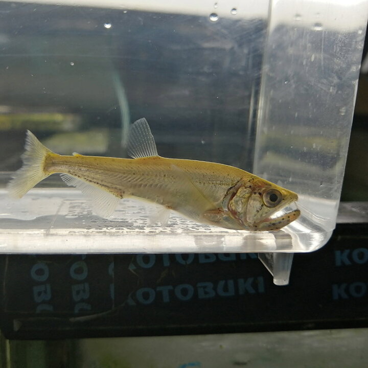 楽天市場】(熱帯魚 生体)アルマータスぺーショカショーロ （約7-9cm 