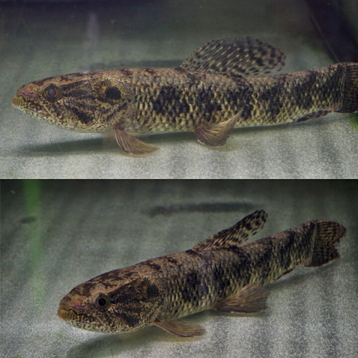 楽天市場】(熱帯魚 生体)ブラックタライロン【アダパポ産】 （約10cm 