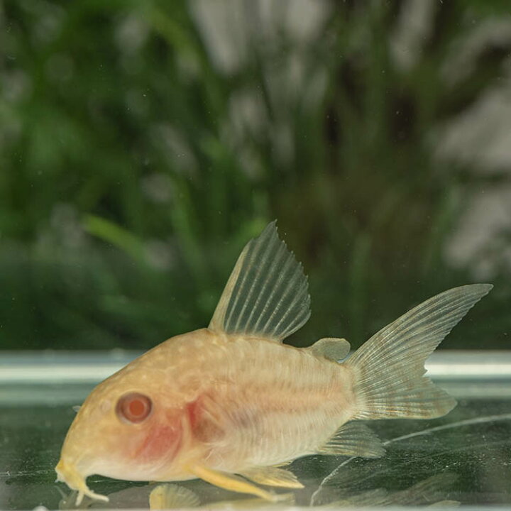 楽天市場】(熱帯魚)ショートボディ コリドラス アルビノステルバイ（約 