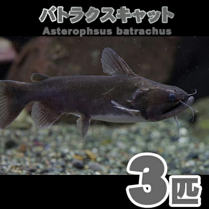 楽天市場】(熱帯魚 生体)バトラクスキャット （約5-7cm）（3匹 