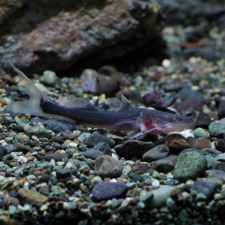 楽天市場】(熱帯魚)ゼブラキャット 【ワイルド】(約8cm)(1匹 