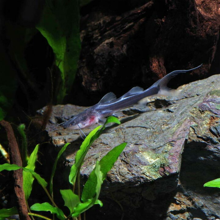楽天市場】(熱帯魚)ゼブラキャット 【ワイルド】(約8cm)(1匹 