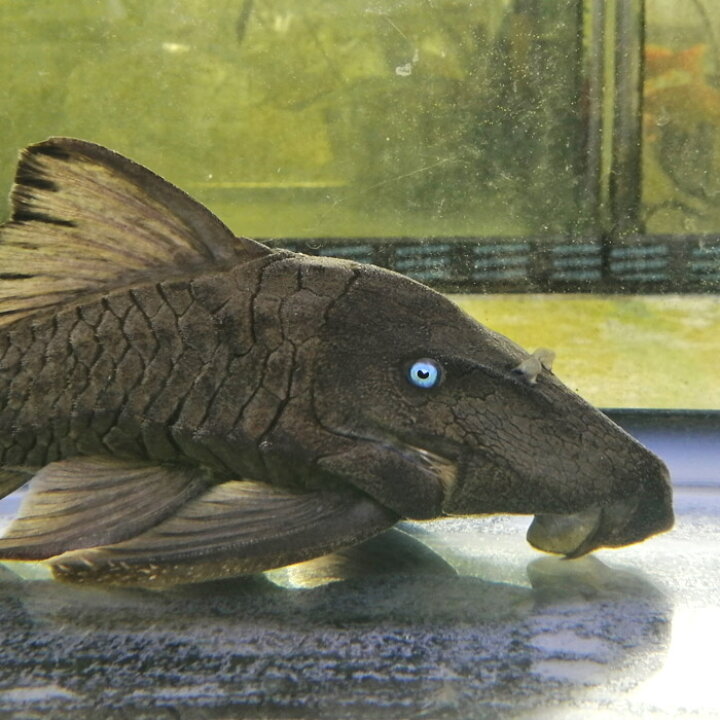 楽天市場】(熱帯魚 生体)ブルーアイプレコ 【ワイルド コロンビア産  