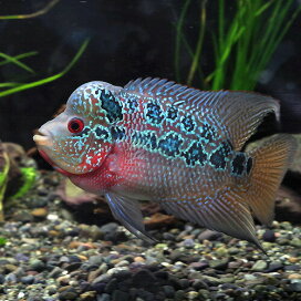 楽天市場】 熱帯魚・エビ他 > 熱帯魚 > シクリッド（CICHLID 