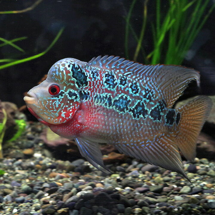 楽天市場】(熱帯魚 生体)フラワーホーン おまかせ個体 （約8-12cm 