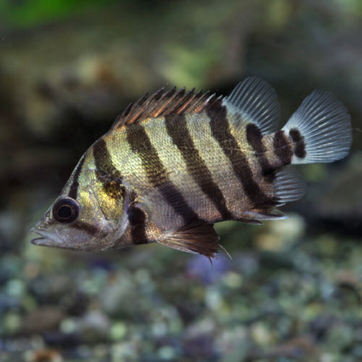 楽天市場】(熱帯魚 生体)メニーバータイガーフィッシュ （シックス 