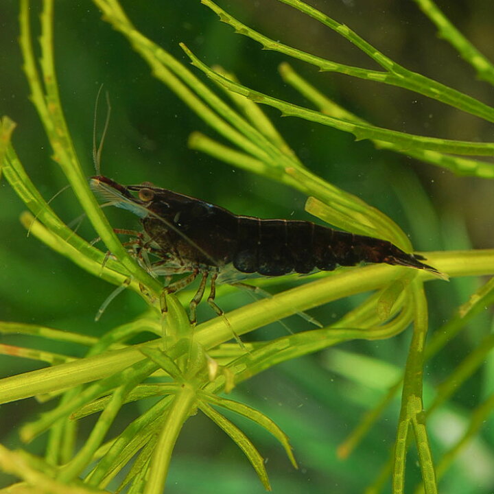 最大70 Offクーポン 熱帯魚 淡水エビ レッドチェリーシュリンプ 1 5cm 30匹 Shipsctc Org 最大70 Offクーポン 熱帯魚 淡水エビ レッドチェリーシュリンプ 1 5cm 30匹 Shipsctc Org