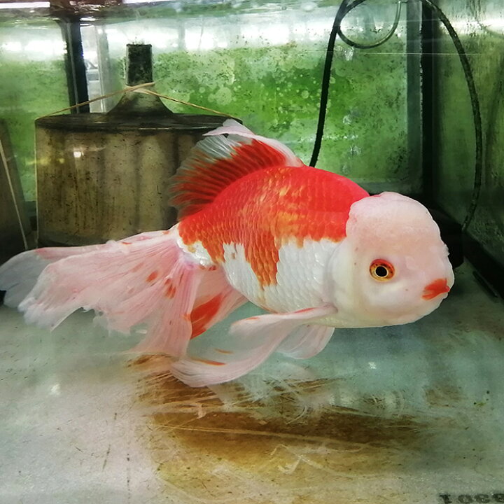 楽天市場 金魚 更紗ジャンボオランダ獅子頭 約30cm メス 4歳 ネオス 楽天市場店 楽天市場 金魚 更紗ジャンボオランダ獅子頭 約30cm メス 4歳 ネオス 楽天市場店