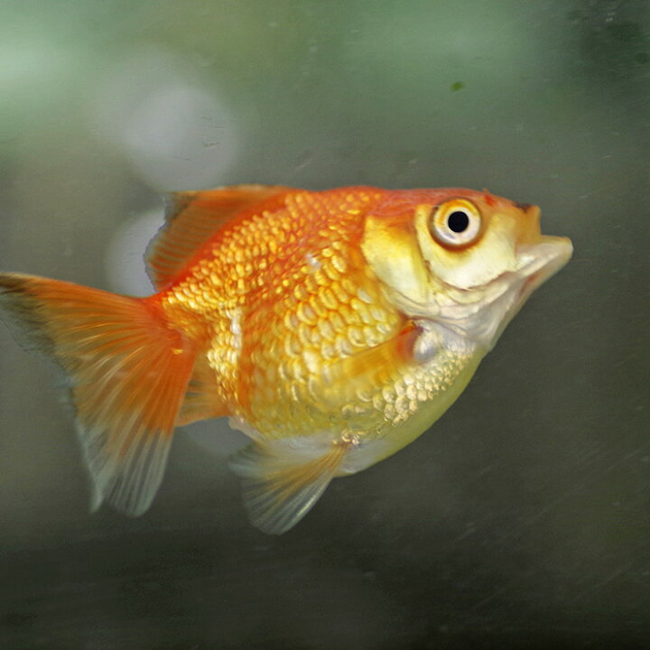 楽天市場】(金魚)1点もの しゃくれキラキラ琉金(約5cm）（1匹 