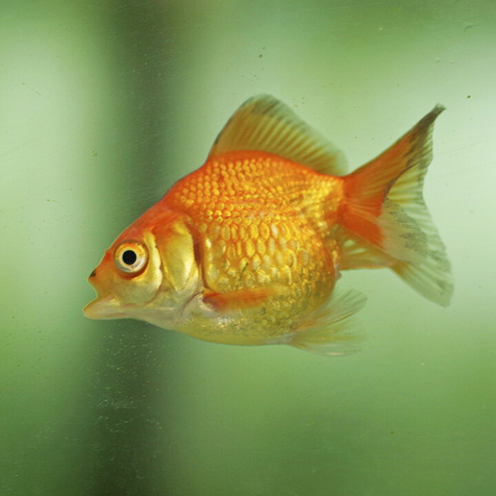 楽天市場】(金魚)1点もの しゃくれキラキラ琉金(約5cm）（1匹 