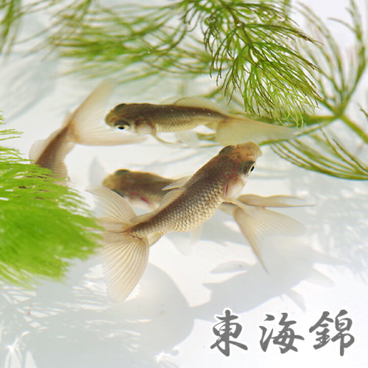 楽天市場】(金魚 生体)国産 東海錦 赤系（パンダ蝶尾×地金）（6cm前後 