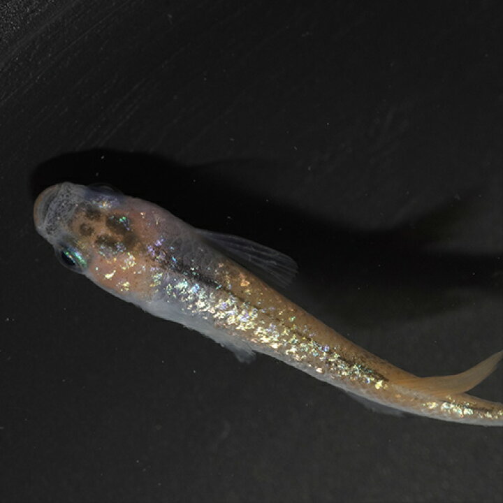 楽天市場】（めだか）天界メダカ （約2.5-3cm）（3匹） : ネオス 