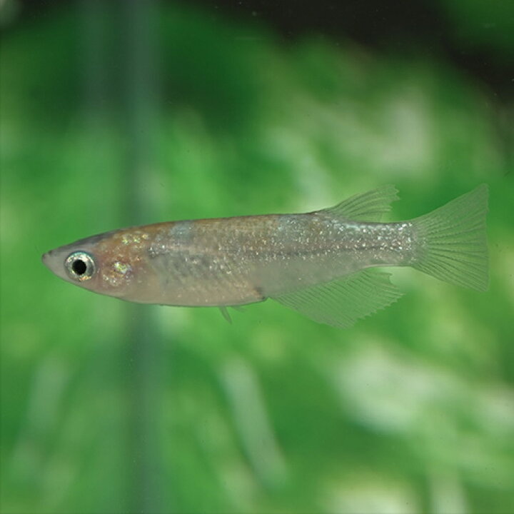 楽天市場】（めだか）天界メダカ （約2.5-3cm）（3匹） : ネオス 
