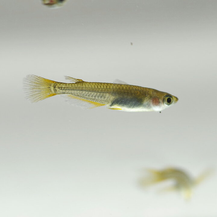 楽天市場】(めだか)ブラックキングメダカ （約2.5-3cm）（3匹 