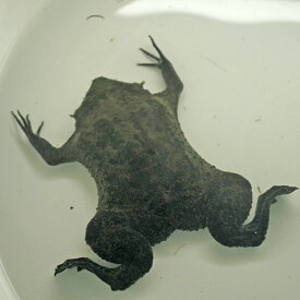 楽天市場 カエル メス 生体 生体 爬虫類 両生類 ペット ペットグッズの通販