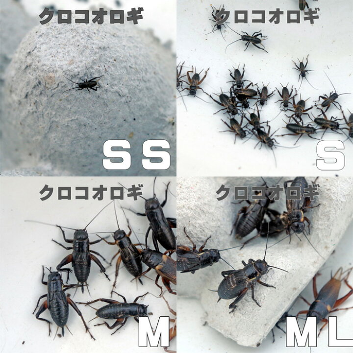 楽天市場 お取り寄せ 3 4営業日 餌昆虫 黒コオロギ クロコオロギ Ssサイズ 300匹 代引き不可 冬季航空便地域発送不可 活餌 爬虫類 両生類 小動物 ネオス 楽天市場店