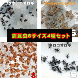 楽天市場 レッドローチの通販 楽天市場 レッドローチの通販