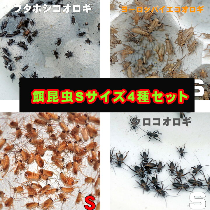 楽天市場】Sサイズ 餌昆虫 食べ比べセット（セット内容：レッドローチ 