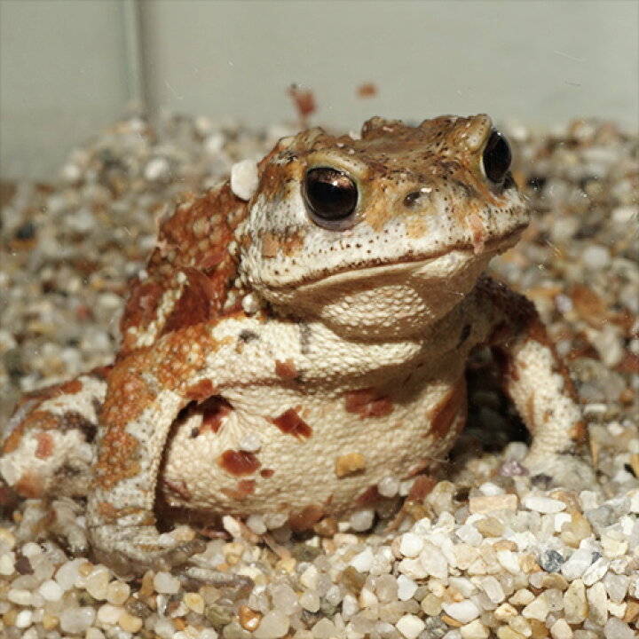 楽天市場】(両生類)ミヤコヒキガエル （約5-7cm）（1匹） : ネオス  