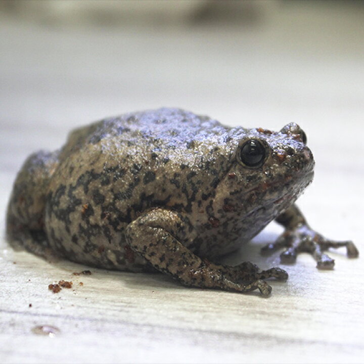楽天市場】(両生類) ミナミジムグリガエル (4cm～5cm) (1匹 