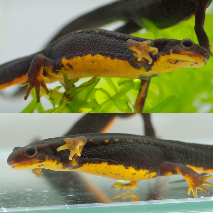 楽天市場】(両生類)アマミシリケンイモリ （8-10cm）（1匹 