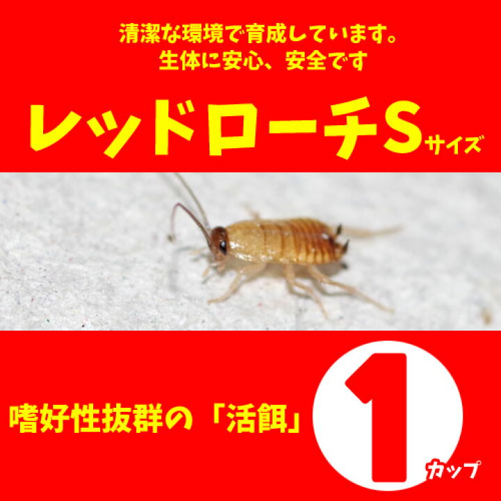 楽天市場】(両生類)レッドローチ （Sサイズ）（1カップ）【代引き 