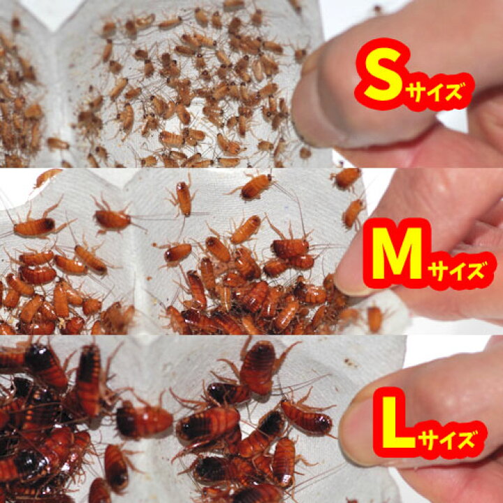 楽天市場】(両生類)レッドローチ （Sサイズ）（1カップ）【代引き 