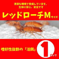楽天市場】レッドローチ ssの通販