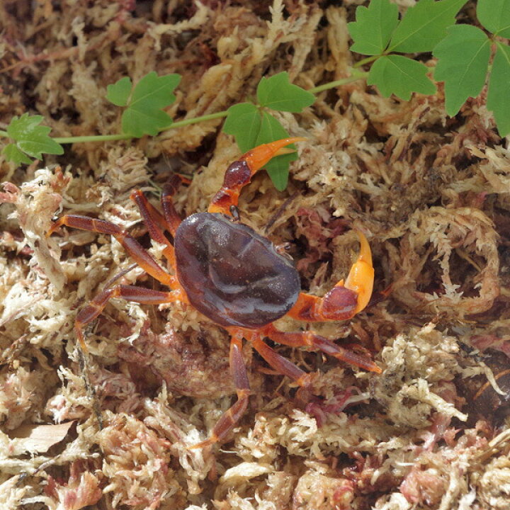 楽天市場 純淡水飼育 カニ オレンジアーム マウンテンクラブ ｓサイズ 1匹 淡水カニ祭り ネオス 楽天市場店