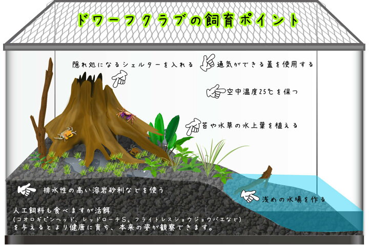 楽天市場 カニ バンパイア クラブ 約２cm １匹 水槽 熱帯魚 観賞魚 飼育 生体 通販 販売 アクアリウム あくありうむ 小型 淡水 カニ祭り ネオス 楽天市場店