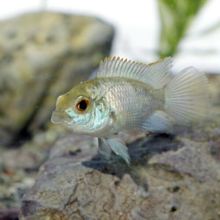 楽天市場 熱帯魚 生体 コバルトブルーアカラ 約4 5cm 1匹 中型 水槽 熱帯魚 観賞魚 飼育 生体 通販 販売 アクアリウム あくありうむ 小型 ネオス 楽天市場店