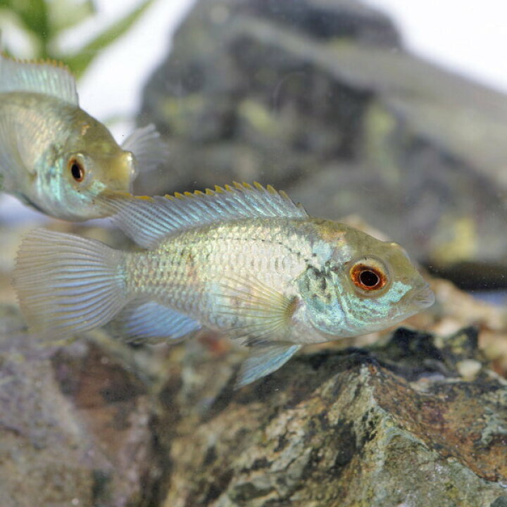 即納 最大半額 熱帯魚 コバルトブルー アカラ １匹 北海道 九州 沖縄航空便要保温 Mediterraneanfields Com