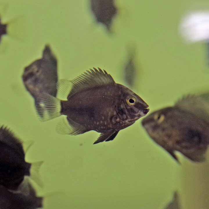 楽天市場】(熱帯魚)トライアングル シクリッド （約4-5cm）（1匹 