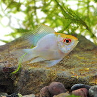 (熱帯魚 生体)バルーンゴールドヘッドブルーラミレジィ　（約2.5-3cm）（1匹）【水槽/熱帯魚/観賞魚/飼育…