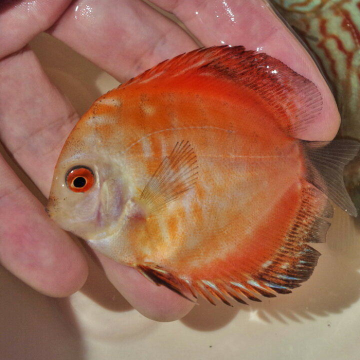 楽天市場】(熱帯魚 生体)(熱帯魚)ピジョンブラッド ディスカス （約 