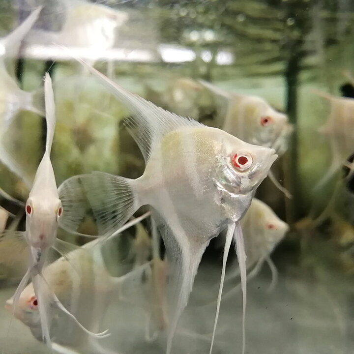 楽天市場】(熱帯魚)アルビノ ダンタムエンゼル(アルタム×ペルー 
