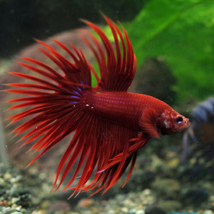 楽天市場】(熱帯魚 生体)TongarFarm産 ベタ クラウンテール♂ レッド 